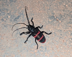 Ceroplesis orientalis