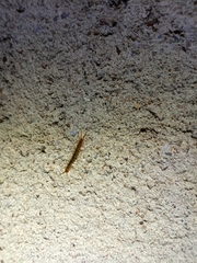 Lithobius melanops