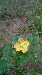 Ludwigia alternifolia
