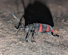 Ceroplesis orientalis