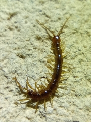 Lithobius melanops