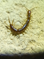 Lithobius melanops