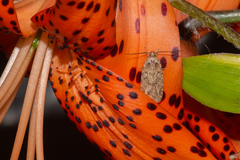 Agonopterix heracliana