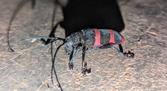 Ceroplesis orientalis