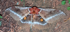 Bunaea alcinoe