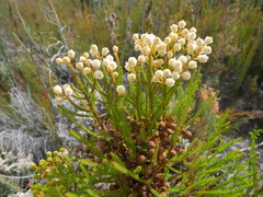 Brunia noduliflora