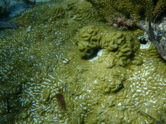 Pseudodiploria clivosa