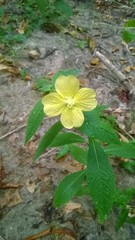 Ludwigia alternifolia