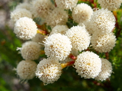 Brunia noduliflora