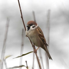 Passer montanus