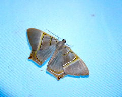 Phrygionis platinata