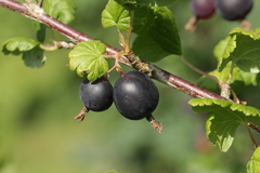 Ribes × nidigrolaria