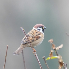 Passer montanus