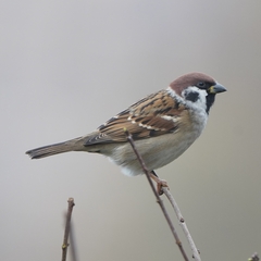 Passer montanus