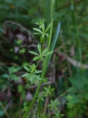 Galium uliginosum