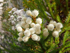 Brunia noduliflora
