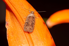 Agonopterix heracliana