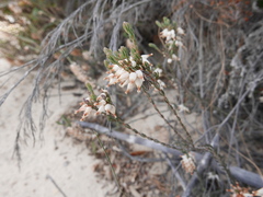 Erica albens longiflora