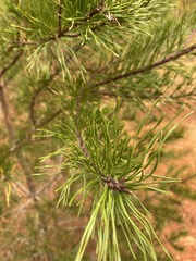 Pinus virginiana