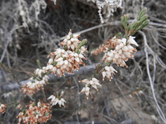 Erica albens longiflora