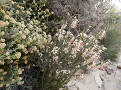 Erica albens longiflora