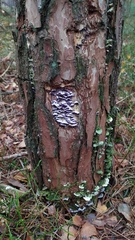 Trichaptum abietinum