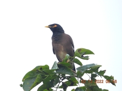 Acridotheres tristis