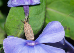 Agonopterix heracliana