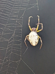 Nephilingis cruentata