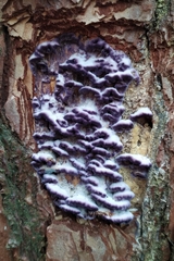 Trichaptum abietinum