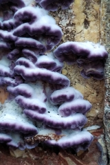 Trichaptum abietinum