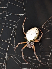 Nephilingis cruentata