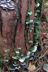 Trichaptum abietinum