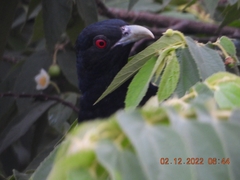 Eudynamys scolopaceus