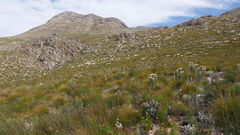 Syncarpha milleflora