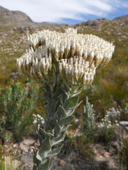 Syncarpha milleflora