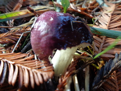 Russula murrillii