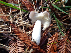 Russula murrillii