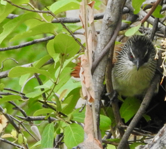 Centropus superciliosus