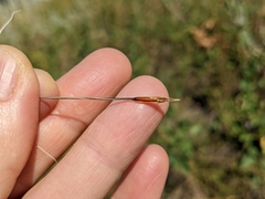 Hesperostipa curtiseta
