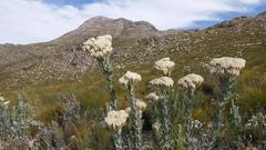 Syncarpha milleflora