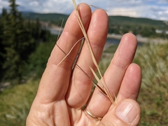 Hesperostipa curtiseta