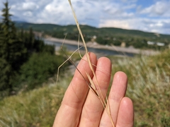 Hesperostipa curtiseta