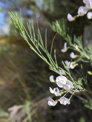 Psoralea elegans