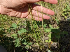 Hesperostipa curtiseta