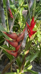 Heliconia stricta