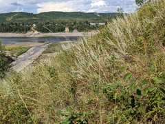 Hesperostipa curtiseta