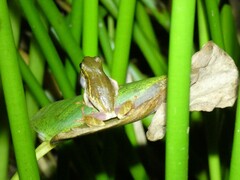 Hyperolius marmoratus