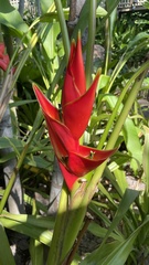 Heliconia stricta
