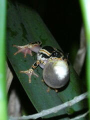 Hyperolius marmoratus